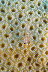 Goby on hard coral by Adolfo Maciocco 